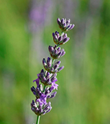 Lavender flower stalk.