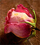 Dried rose