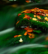 Mossy autumn stream.